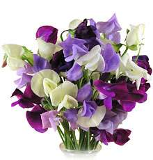 Early Spencer Mix Sweet Pea   30 Seeds, 5 g   Lathyrus  