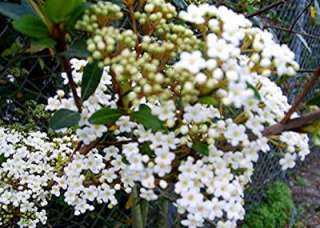 Walters Viburnum Shrub Hedge Tree White Flowers Spring Bloom Florida 