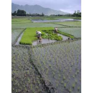  Paddy Fields, Farmers Planting Rice, Kashmir, India 