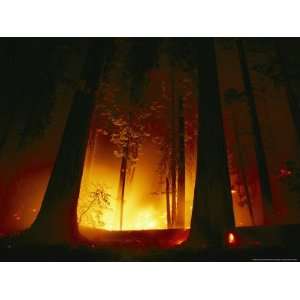  A Prescribed Fire Illuminates the Giant Sequoia Trees 