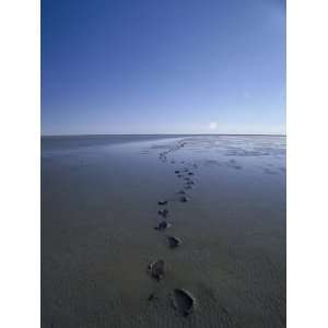  Footprints in the Mud Move off Toward the Distant Horizon 