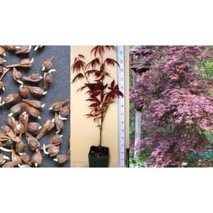  JAPANESE MAPLE RED (seed) / Patio, Lawn & Garden