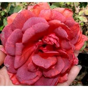  El Cid Rose Seeds Packet: Patio, Lawn & Garden