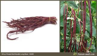   Purple Yard Long bean Heirloom Rare Vegetable Gardening Seeds  
