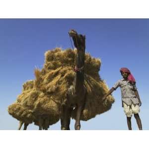  Man with Camel Carrying Straw, Pushkar, Rajasthan, India 